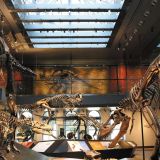 Dinosaur Hall Tour