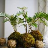 Kokedama Making