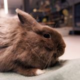 Vet Tech 101 – Teeth and Beaks