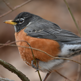 It’s Your Turn: A Morning Bird Walk for Adults