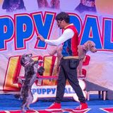 PUPPY PALS LIVE - The Action-Packed Comedic Stunt Dog Show - BOH Presents..