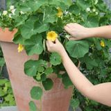 Fall Container Gardening
