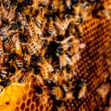 Beekeeping Class at the Chatham Bars Inn Farm