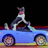 Puppy Pals Live!