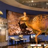 Fossil Mysteries