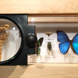 Collection Highlights