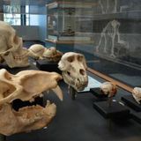 Skulls