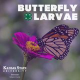 Butterfly Larvae