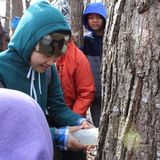 (Grades 1-6) Maple Syrup Trail Field Trip