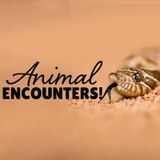 Animal Encounters
