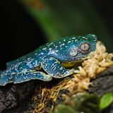 Frog Feeding