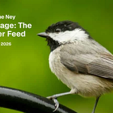 Naturalists at the Ney: Bird Language, The Real Twitter Feed