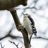 Birding
