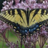 Native Gardening Intensive