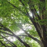 Woody Landscape Plant ID