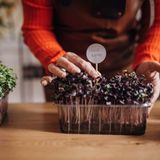 Growing Microgreens: From Seed to Plate