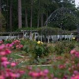 Roses for Every Garden: Which Rose Is Right for You?