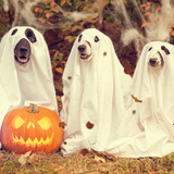 Old-Fashioned Halloween Market