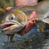 2025 Fly Fishing Film Tour International Fly Fishing Film Festival