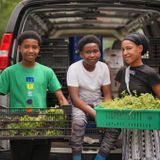 Volunteer at THEARC Farm – harvest and give it away
