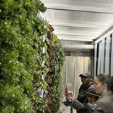 Building Bridges Garden Club: Hydroponic Growing