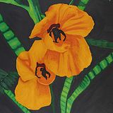 Radical Observations: Plants as Ecological Collaborators