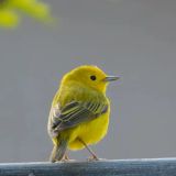 Late Summer Birding