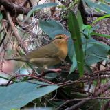September Fall Migration Birding