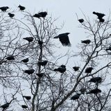 Science on Tap: The Counting of Crows