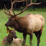 Special Bus Tour: Elk Bugling!