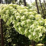 Hydrangea Society Meeting