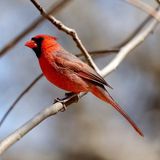 Bird Watch