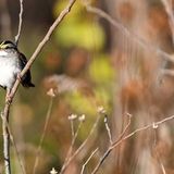 Fall Migration Walk with Jim Wilson