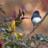 Slow Birding