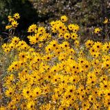 Pride Nature Walk