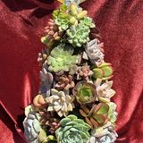 Festive Succulent Tree