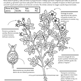 Plantastic! What Makes a Plant, a Plant (1st)