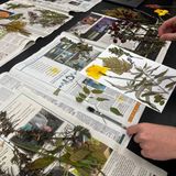Pressed Plant Art: Fall Colors