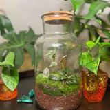 Terrarium & Sip