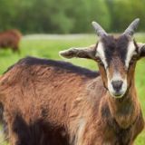 Goat Yoga