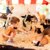 Petting Farm