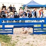 All Alaskan Racing Pigs