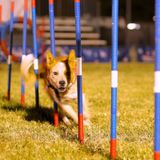 All Star Stunt Dog Challenge