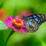 Butterfly Kingdom