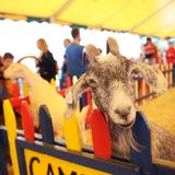 Barnyard Petting Zoo