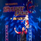 Perondi's Stunt Dog Experience
