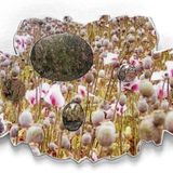 Visiting Artist Sondra Sherman : Funded by the generous support of the TD Charitable Foundation Osher Hall
