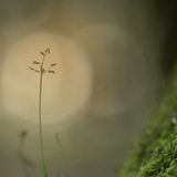 Finding Awe in Nature Tranquility Walk