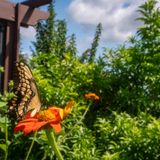 Folk & Flutter Fest