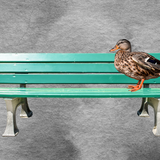 Duck Variations - Saturday Oct 3, 2026